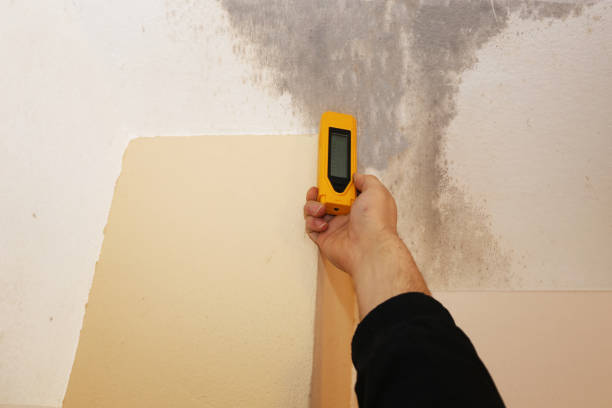 Best Mold Damage Restoration  in Wentworth, NC