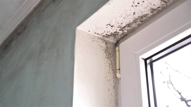 Best Mold Removal for HVAC Installations  in Wentworth, NC
