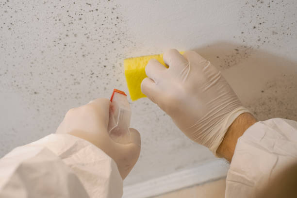 Best Black Mold Removal  in Wentworth, NC