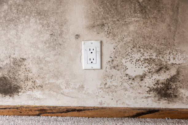 Best Indoor Air Quality Assessment  in Wentworth, NC