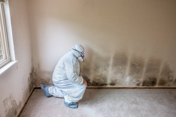Trusted Wentworth, NC Mold Removal Experts